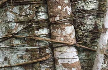 Reserva Atibaia / Casa de Montanha - Photo 51