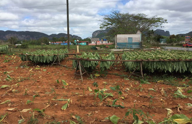 Viñales Valley Day Trip - Photo 9