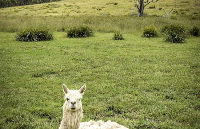 The Vale Penrose - Foto 52