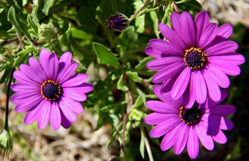 Villa in Monte Pego near Stunning Beaches - Foto 35