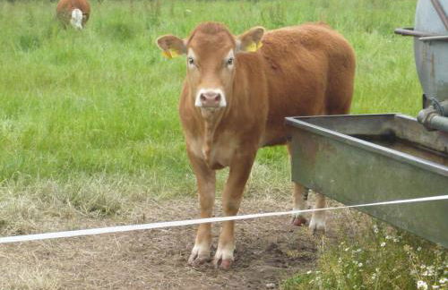 Pummpälzhof - Foto 54