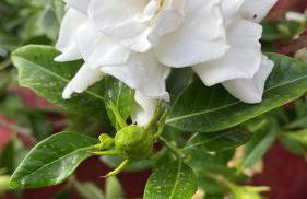 Casa Lares - Foto 61