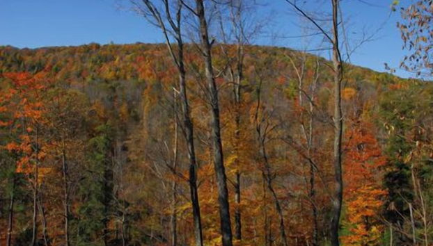 Canopy Escape by Taylor Made Deep Creek - Foto 2, Servicios del alojamiento