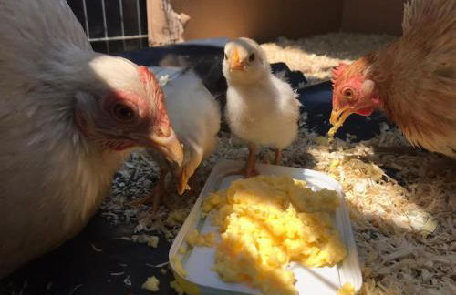 A Cotswold Cabin with Great Views and a Hot Tub - Foto 24