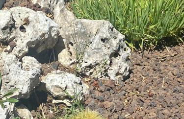 Studio 5 minutes Cannes et plages, terrasse, piscine - Foto 23