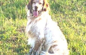 Le Ortensie Lago di Garda - Photo 23