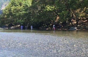 Konitsa Primula - Photo 21