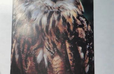 Turismo Rural Macieira Brava - Foto 34