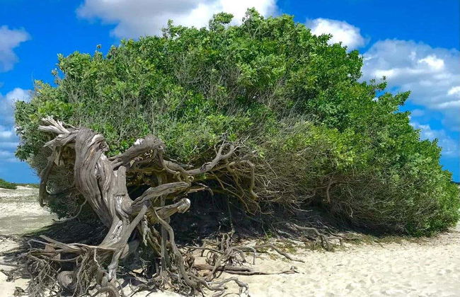 Jericoacoara East Coast Tour + Sunset in Barrinha - Photo 8