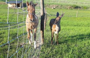 Baba Jagna - Foto 16