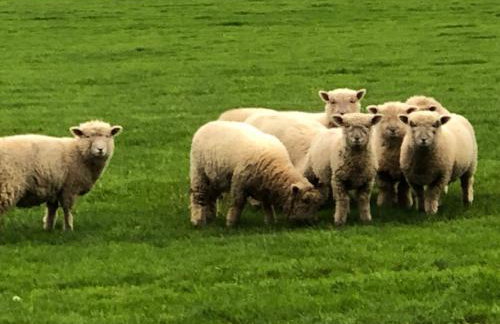 Shepherd Hut Lodge on Farm Waterside Goodwin Farm - Photo 28