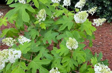 Just Peachy 2BR 2BA Private Luxury Apartment - Foto 66