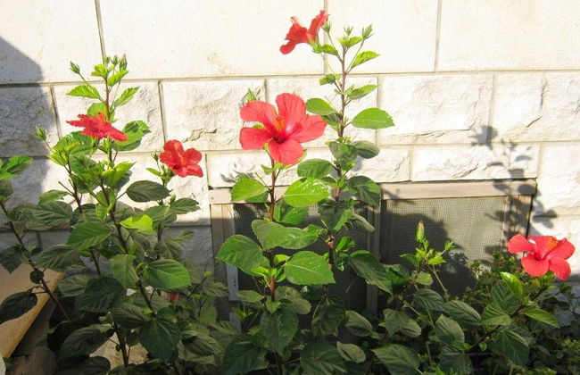 Apartments Ivica - Foto 10