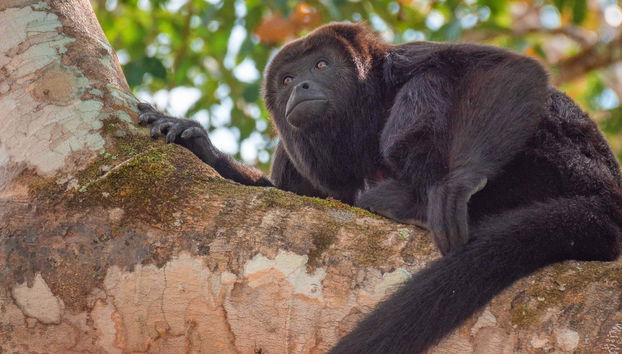 Randonnée dans la forêt Lacandone