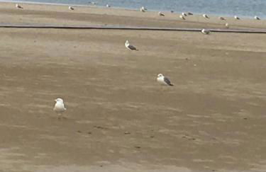 Sur la Terrasse - Foto 33