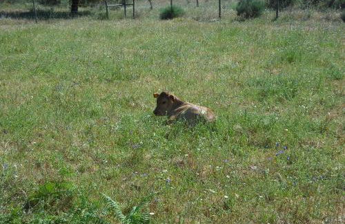 Quinta da Alma Cheia - Foto 46