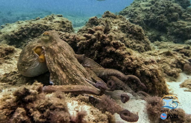 Plongée à Cala Portals Nou - Photo 4