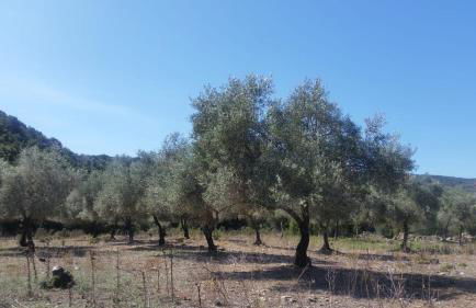 Le Moulin de l'Ostriconi - Foto 28
