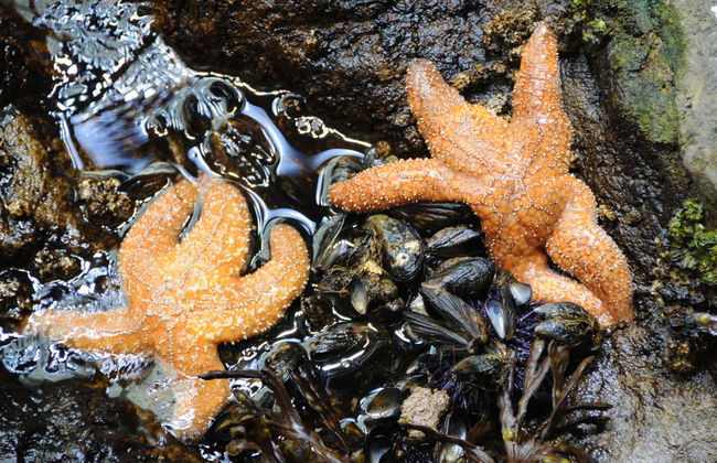 San Francisco CityPASS® - Foto 8