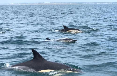 Charming house 100 m from the beach - Port-Manech - Foto 9