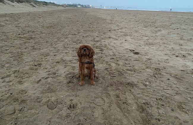 Large 3 bed Chalet -sleeps 6- dog Friendly- Garden - Foto 19