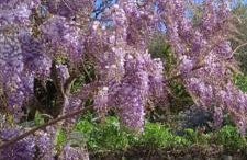 Villa Imperia - Foto 6