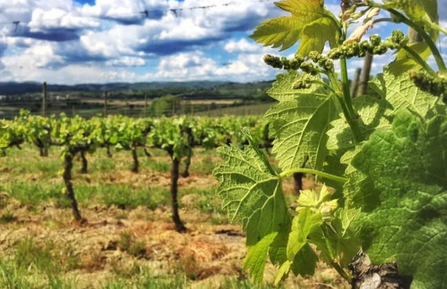 Fattoria Santa Vittoria Apartment "lepre" - Foto 9