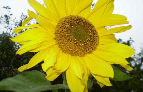 Muschelkorb - Foto 7