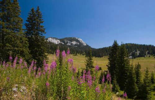 Holiday Home Sinac - Foto 39