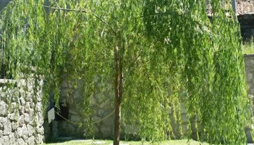 La Villetta In Montagna - Foto 4, Garden view