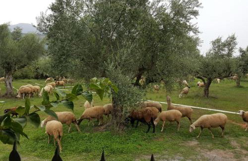 Villa Evelina - Foto 7