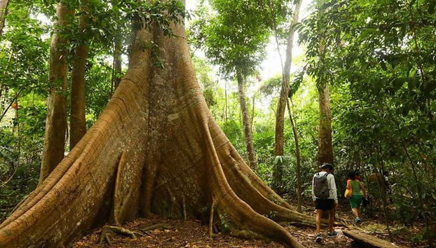Árbol centenario del Bosque Nacional de Tapajós