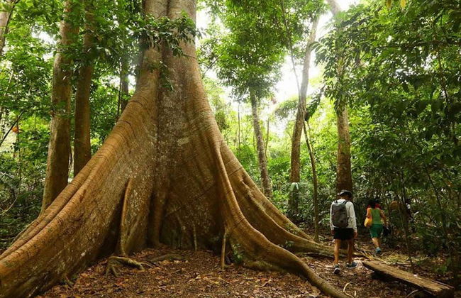 Tour por el Bosque Nacional de Tapajós - Foto 2