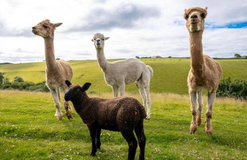 Ta Mill Cottages & Lodges - Meadowview Chalet 3 - Foto 28