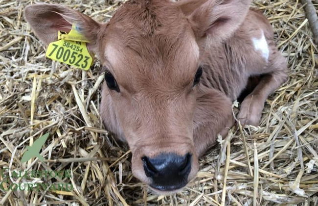 Callestock Courtyard - Foto 8