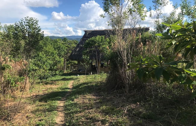 Ayahuaska - Photo 31