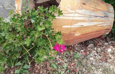 Villa Carrieri - Foto 67