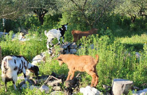 Stamna Farm - Foto 20