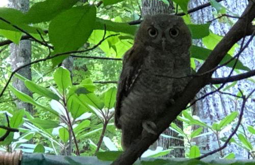 Misty Creek Log Cabins - Foto 11