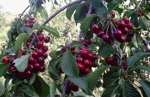 Casas Rurales La Dehesa - Foto 57