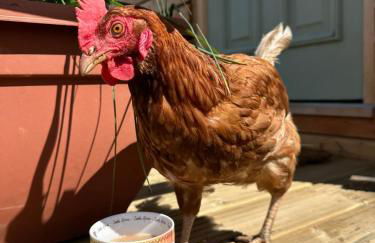 Borthwick Farm Cottage Annex - Foto 18