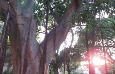 Relax nel verde- GioDaPi Palm - Foto 20