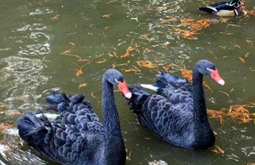 Haus Burgblick - Foto 6