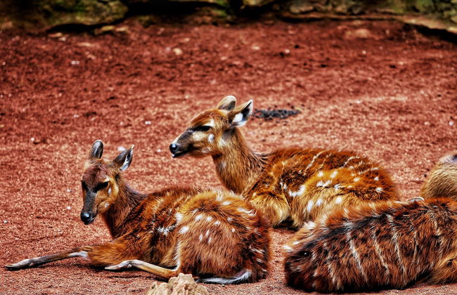 Promotur Suites - Ayora - Photo 48