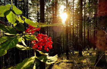 Ferienhaus Robin - Foto 66