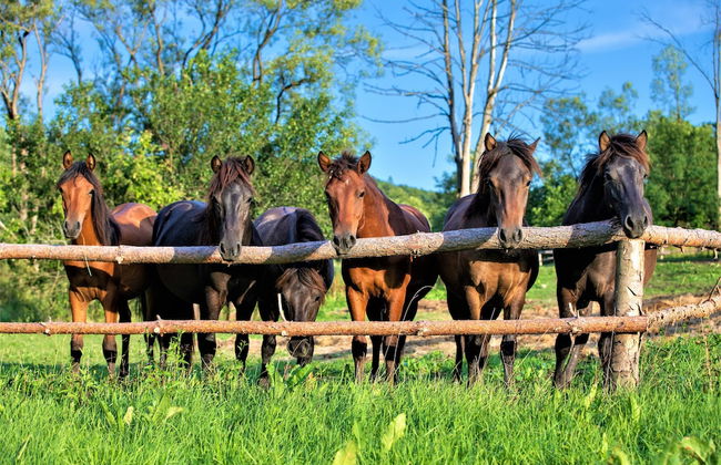 Końska Dolina - Photo 48