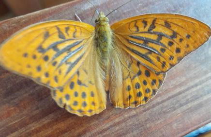 Soggiorno Vacanze Stella Alpina - Foto 23