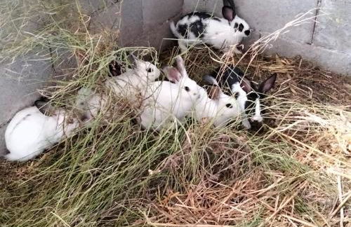 AFIFE "Porta da Alegria" - Foto 22