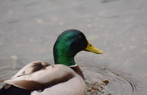 Red Watch Apartment - Foto 26