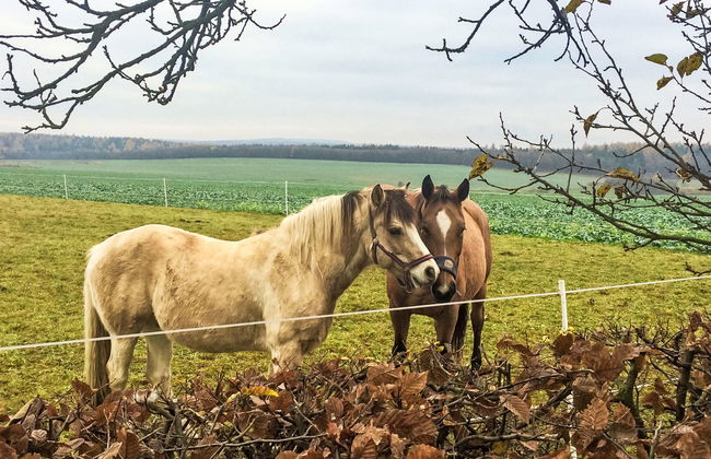 Ruprechtovský mlýn - Foto 16